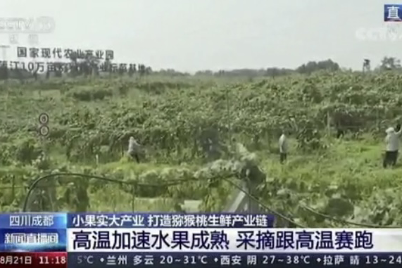 央視新聞中的天然蕓苔素、生物農(nóng)藥助力綠色農(nóng)業(yè)、品牌農(nóng)產(chǎn)品更有價(jià)值