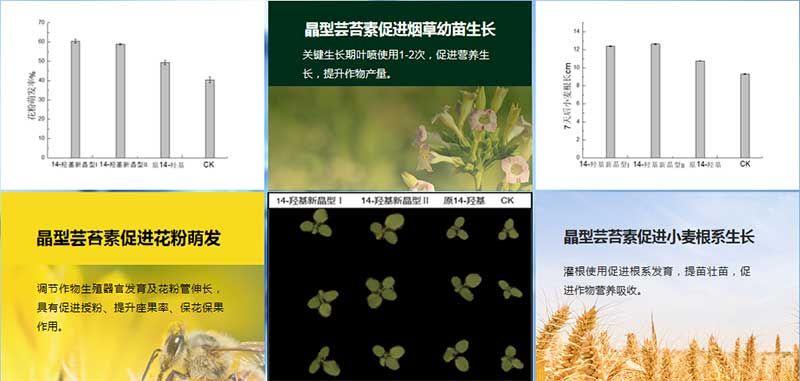 生物科技 賦能農(nóng)業(yè)穩(wěn)產(chǎn)保供——第十屆植物生長調(diào)節(jié)劑發(fā)展與應用交流會在四川眉山召開