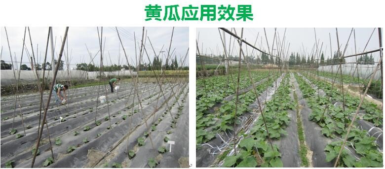 氨基寡糖素 - 植物的免疫衛(wèi)士，根結(jié)線蟲的克星