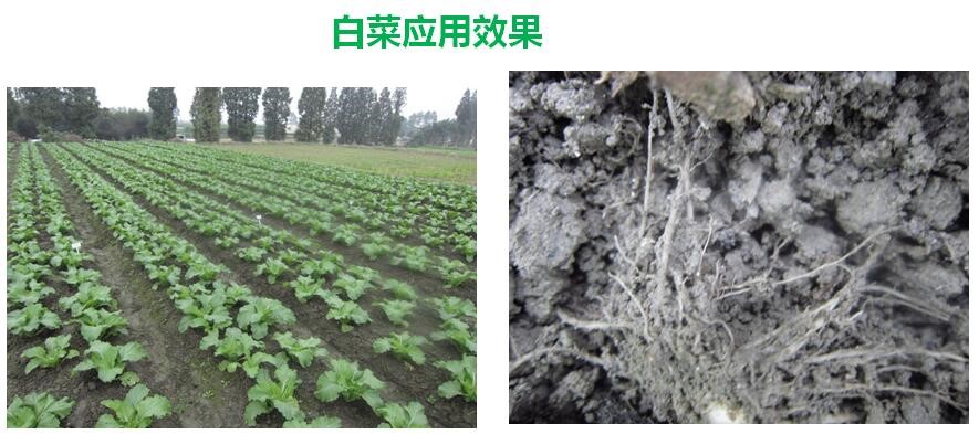 氨基寡糖素 - 植物的免疫衛(wèi)士，根結(jié)線蟲的克星