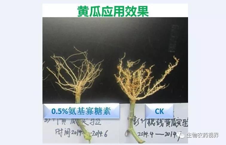 氨基寡糖素 - 植物的免疫衛(wèi)士，根結(jié)線蟲的克星