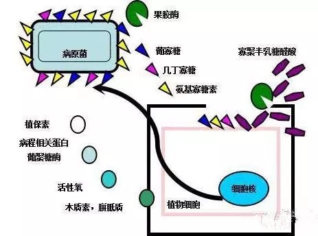 氨基寡糖素 - 植物的免疫衛(wèi)士，根結(jié)線蟲的克星