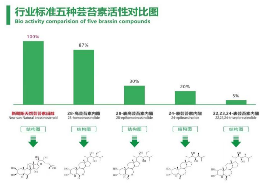 小麥拌種選新朝陽天然蕓苔素，讓小麥高產(chǎn)贏在起跑線上?。ㄐ←溤谑裁磿r(shí)候用蕓苔素效果最佳）