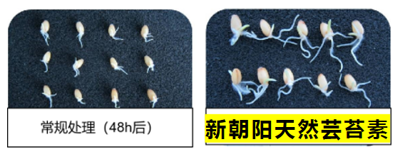 小麥拌種選新朝陽天然蕓苔素，讓小麥高產(chǎn)贏在起跑線上?。ㄐ←溤谑裁磿r(shí)候用蕓苔素效果最佳）