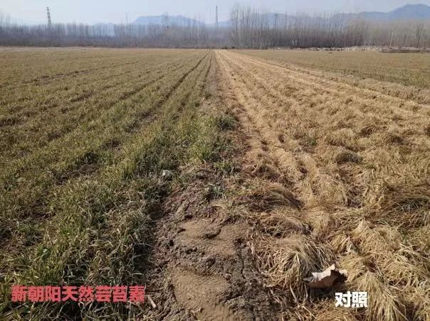 小麥拌種選新朝陽天然蕓苔素，讓小麥高產(chǎn)贏在起跑線上?。ㄐ←溤谑裁磿r(shí)候用蕓苔素效果最佳）
